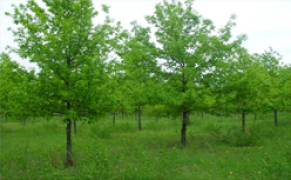 Лесосеменная плантация дуба в Уваровском  лесхозе